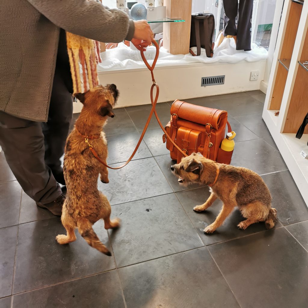 Terriers enthusiastically modelling their new rolled collars with double lead and matched rolled hand loop - by Collars and Cuffs