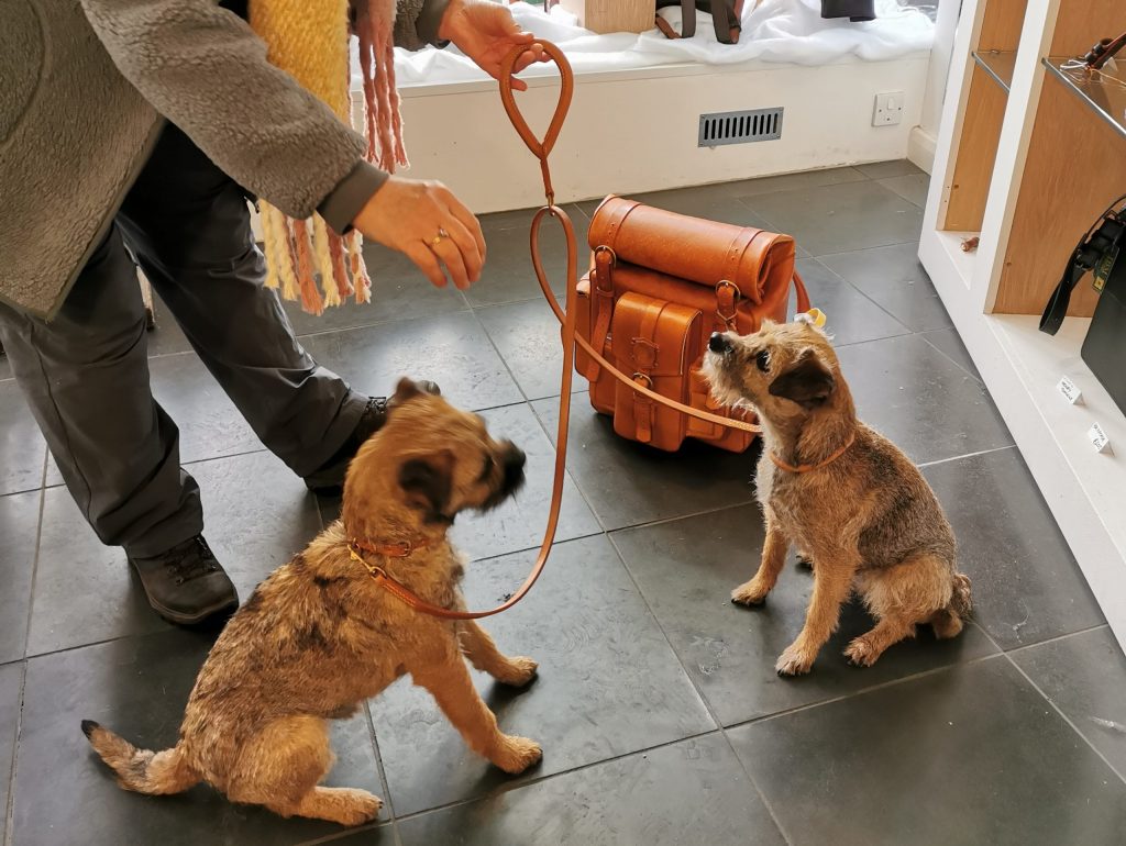 Well behaved Terriers modelling new rolled collars with double lead and matched rolled hand loop - by Collars and Cuffs